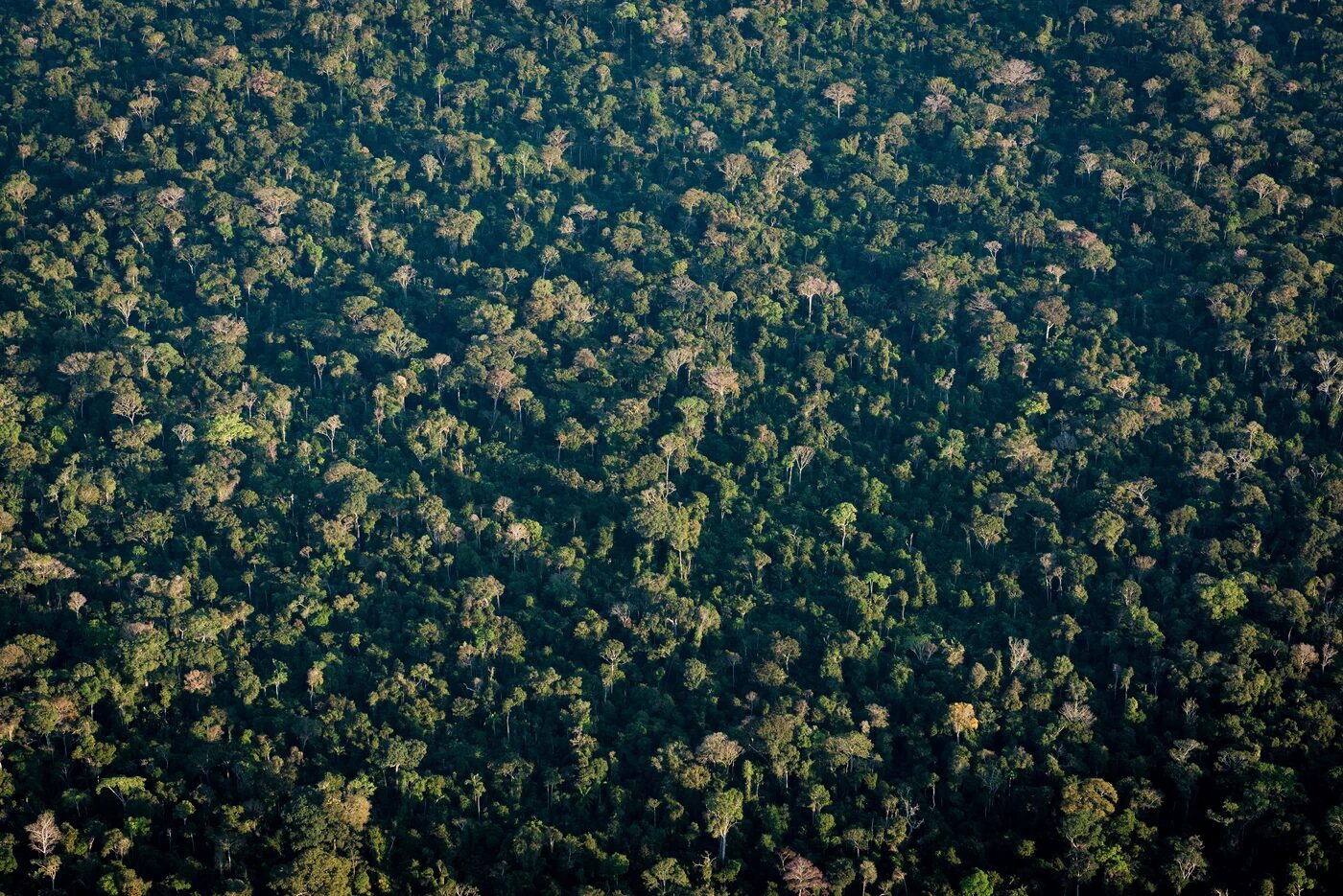 Forested landscape of Amazonia
