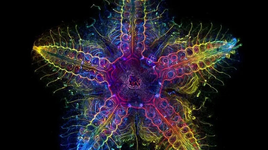 Nervous system in older Patiria starfish anatomy