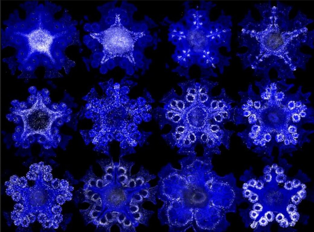 starfish ultraviolet light nervous system genome