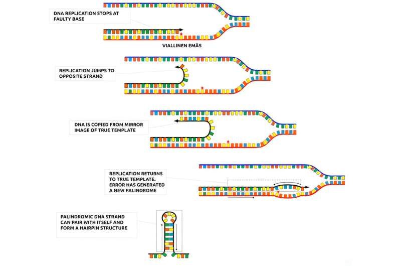 DNA replication 1