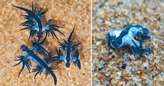 Blue Sea Dragons are rarely spotted on beaches