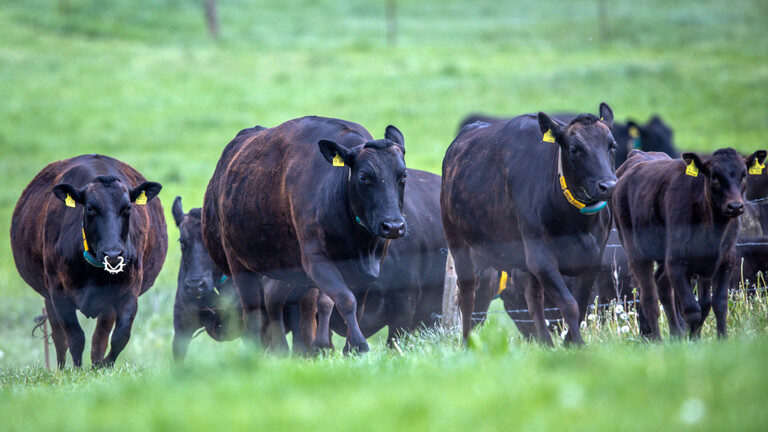Wagyu cattle