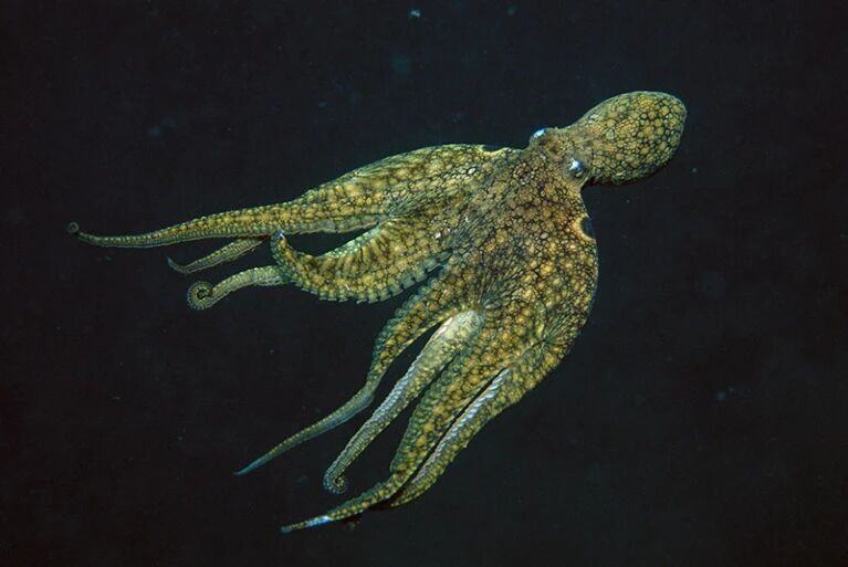 california two spot octopus