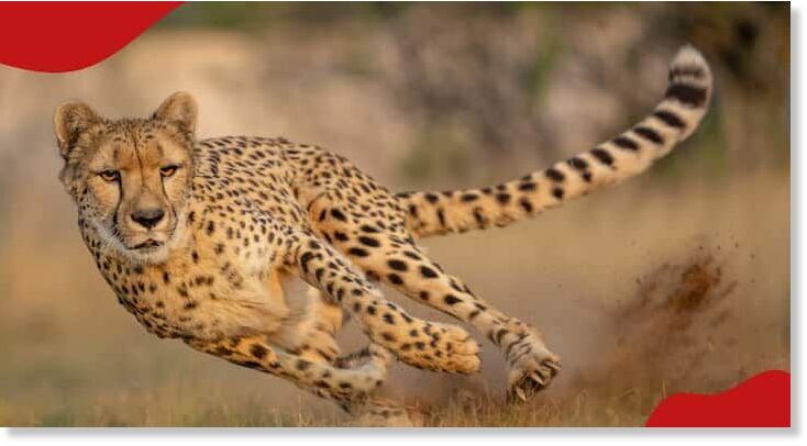 Closeup picture of an African cheetah running very fast and throwing up dust.