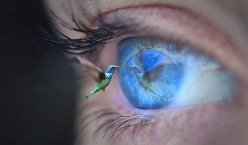 eye hummingbird