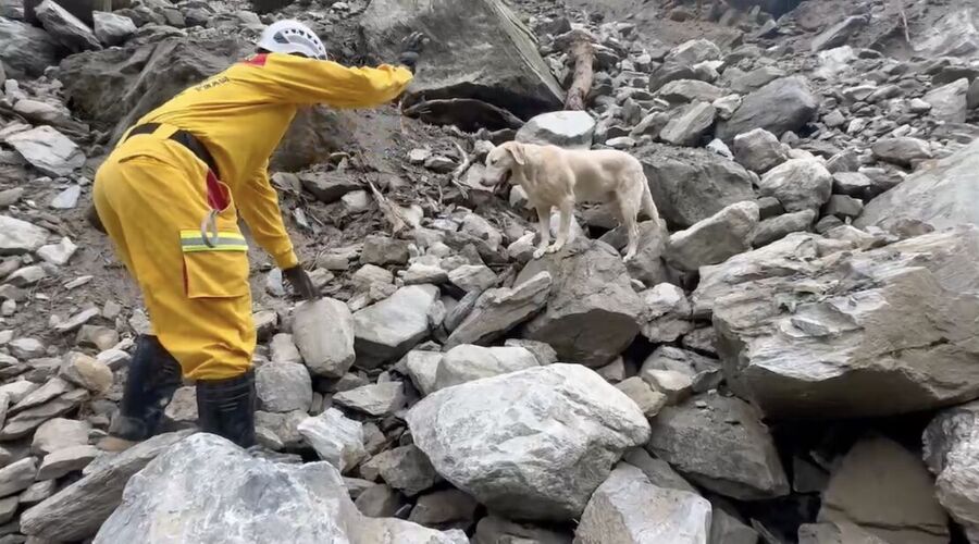 roger rug sniffing rescue dog earthquake
