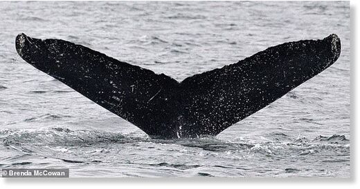 Twain whale
