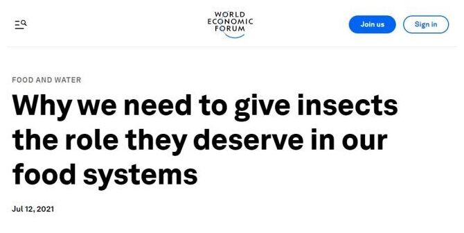 WEF and Insects