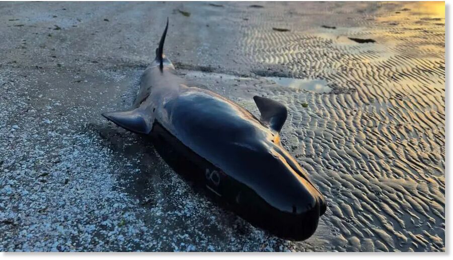 Click to enlarge Six pilot whales have died after a mass stranding on a remote New Zealand beach