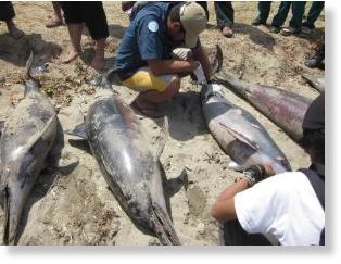dead dolphins, java