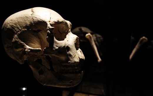 human skull fossil