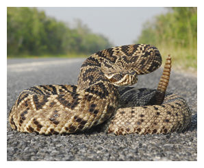 Diamond Rattlesnake