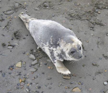 Diseased Seal
