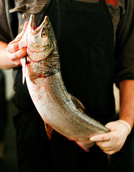 Click to enlarge wild Pacific salmon