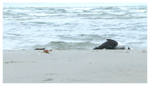 Click to enlarge Dead Birds