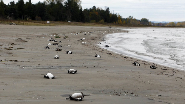 Click to enlarge Dead Birds_1