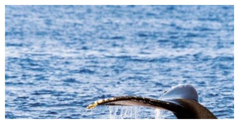 Click to enlarge Stranded Whales