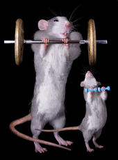 marathon mice gene therapy