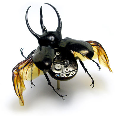 cyborg insect
