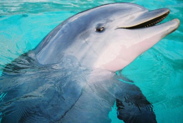 Click to enlarge Dolphin