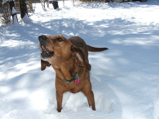 Click to enlarge Dog
