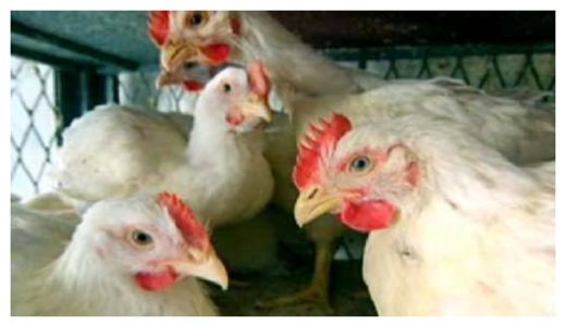 Click to enlarge Bird Flu