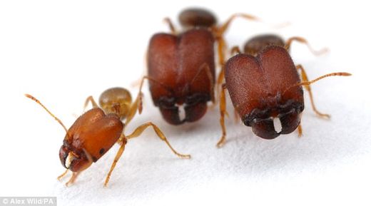 monster ants