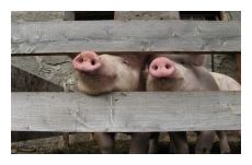 Click to enlarge Pigs in A Pen