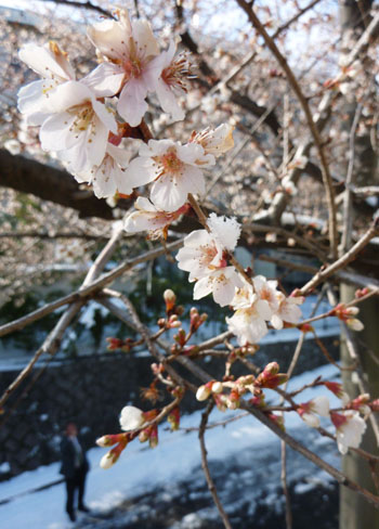 Click to enlarge Cherry blossom