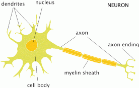 neuron graphic