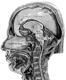 Side view of the head 