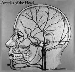 head arteries