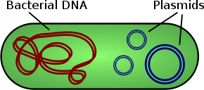 Click to enlarge Image