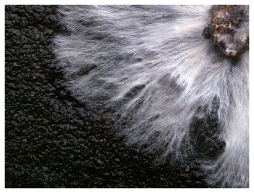 Click to enlarge Mycellium