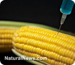 Click to enlarge gmo,corn