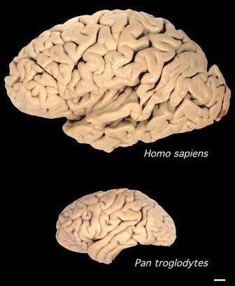 human brain  chimpanzee brain