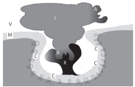 Click to enlarge Image