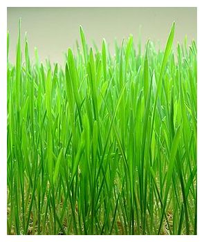 Click to enlarge Wheatgrass