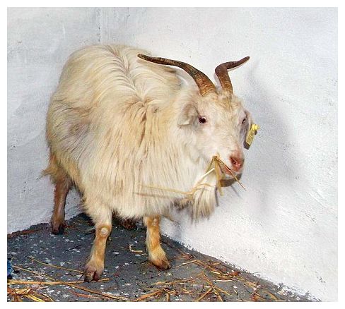 Cloned Goat_1