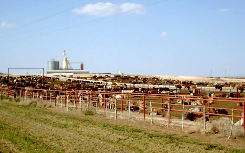 Commercial Cows