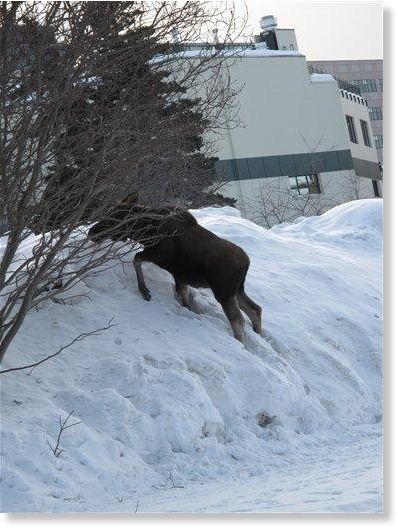 elk,snow
