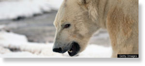 polar bear attack newfoundland livestock break dead shot after house sott getty