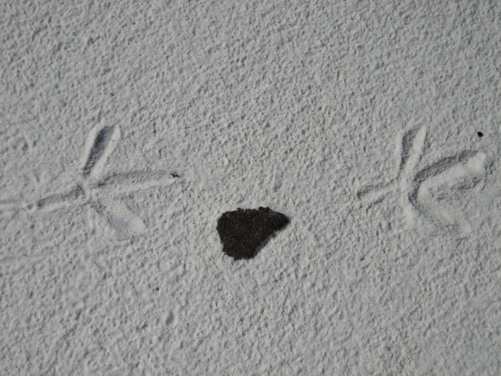 Click to enlarge Tarball