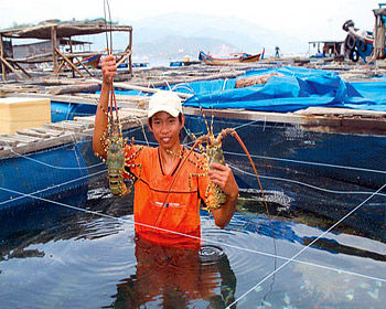 Lobster farmers are facing serious difficulties to avoid their crop mortality. 
