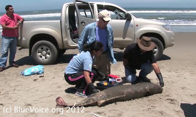 Click to enlarge Dead Dolphin