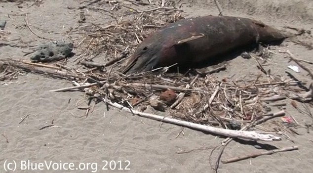 Click to enlarge Dead Dolphin_1