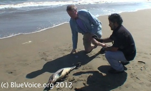 Click to enlarge Dead Dolphin_2