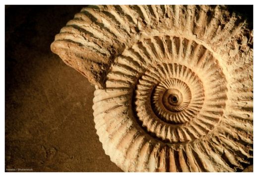Ammonites 