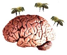 Memory Foraging: Bee-Like Behavior of the Brain