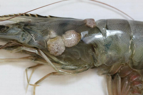 Shrimp with no eyes and tumors caught in Barataria Bay